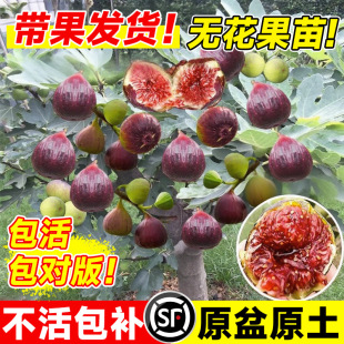 �o��������玧�����԰��������t�ش�������ļ��ɷN�Ϸ������ͺ�