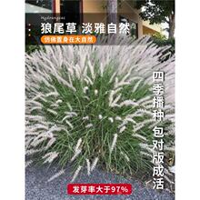 观赏小兔子紫穗狼尾草籽草种子狗尾巴草狗仔尾老鼠狼芮草籽种子