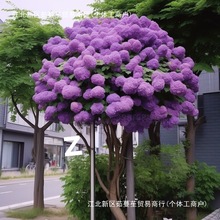 大花木绣球庭院地栽阳台盆栽绿植木本花苗中华斗绣球树苗耐寒热