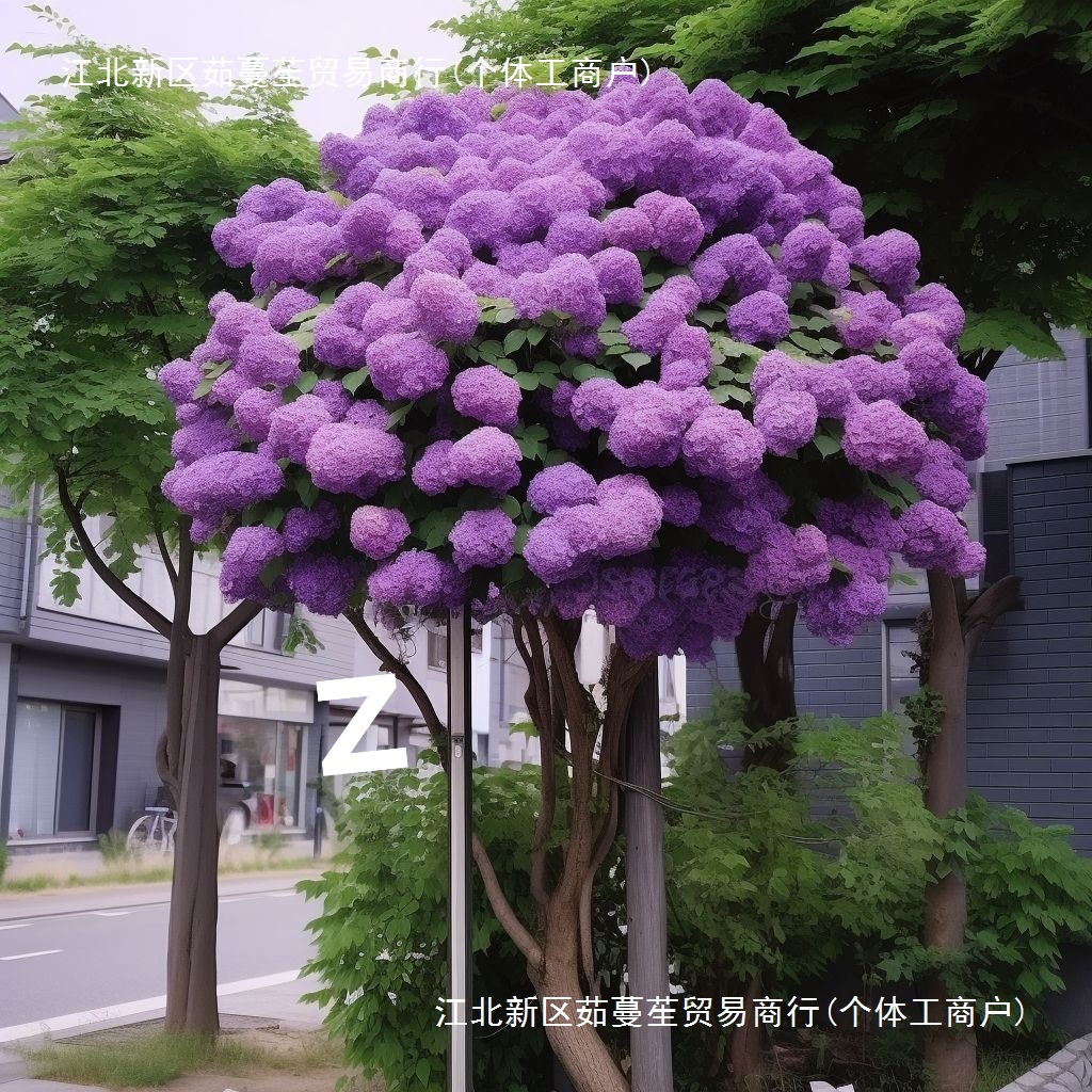 大花木绣球庭院地栽阳台盆栽绿植木本花苗中华斗绣球树苗耐寒热