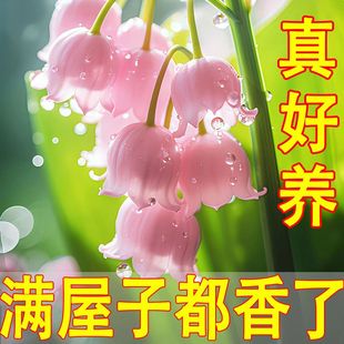 ����ˮ��m���N�򡿻�ɫ�M�ڷN�������ļ��_���҃����ͺ��̓����B