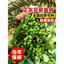 ������������Ĵ���t�ۻ�����ʳ�����Ե����ϱ��Nֲ�齷�໨����