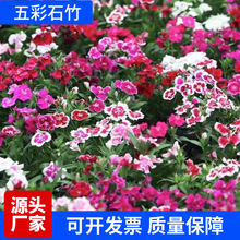 ���ʯ�񻨷N���ļ��_���׷N�＾�Wʯ��������������⽑�򻨷N��