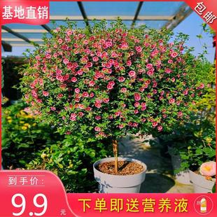 Сľ�����ԾGֲ�ļ��_���̨����ͥԺ�󻨻��͟���Bľ�Ȼ�������