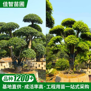 供应园林绿化造型杨梅桩 常绿乔木造型杨梅树 移栽杨梅桩批发