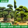 常绿移栽绿化造型杨梅树