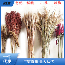 麦穗干花稻穗高粱穗小麦黄金大麦农作物装饰丰收节道具麦子摆件