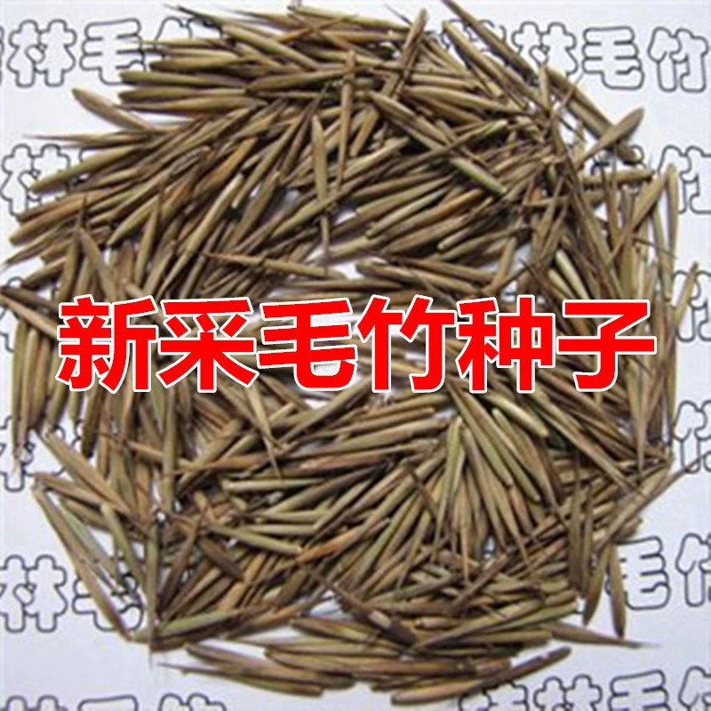 Большой дракон бамбук и семена бамбука съедобные побеги бамбука