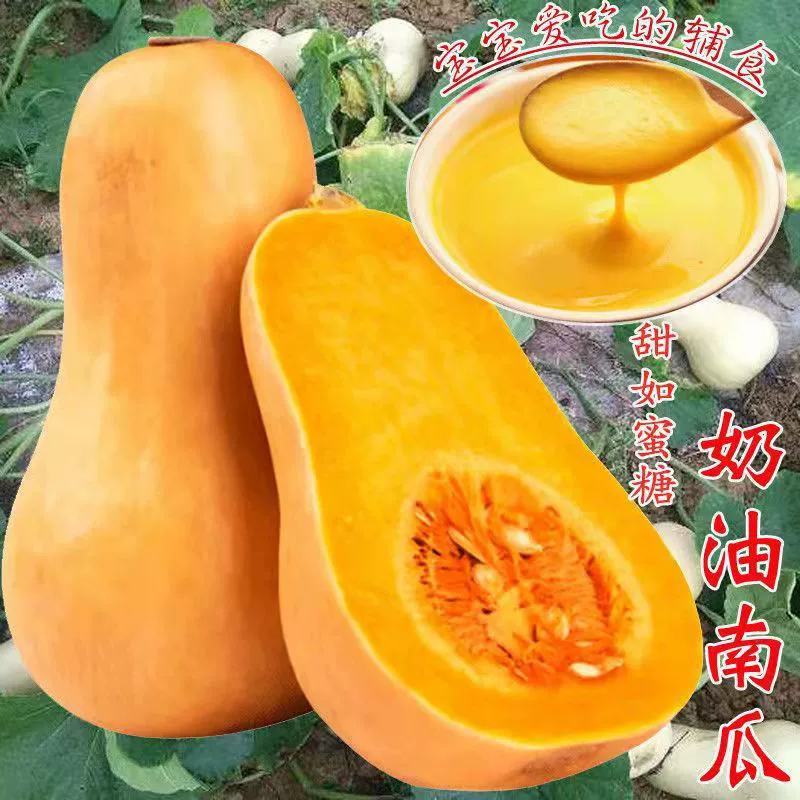 По всей Земле восхождение мед тыквенные семечки Порошок семян тыквы сладкий кристаллический сахар лапша Тыква четыре сезона семена весенних овощей