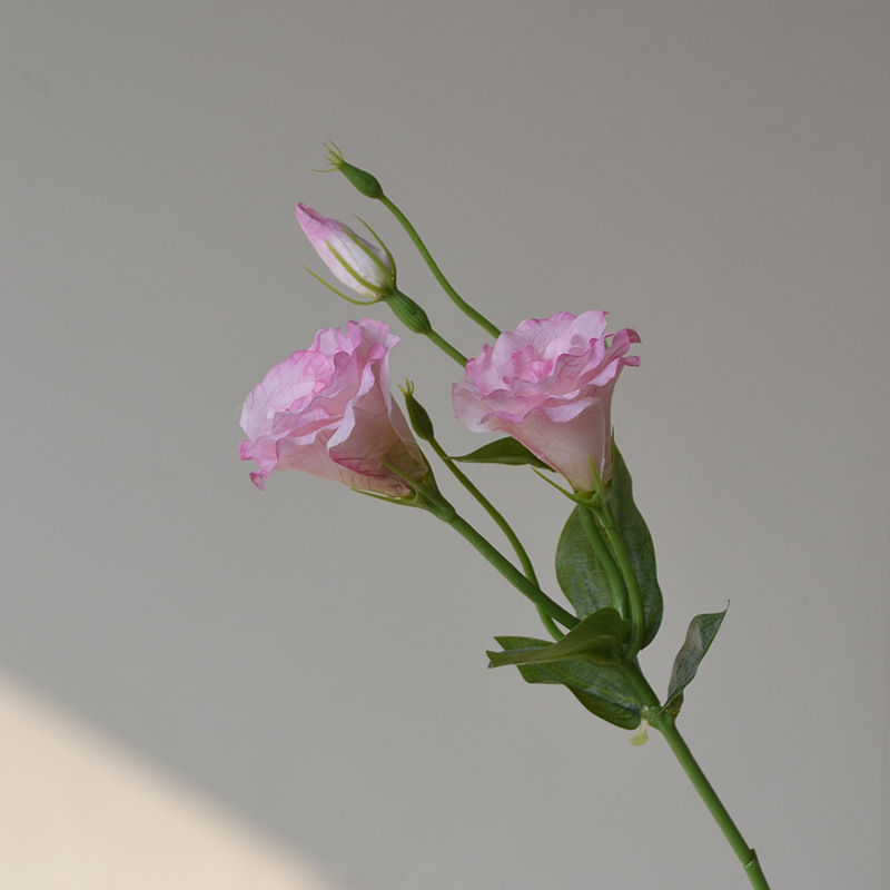 얕은 연꽃