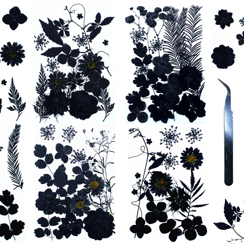 黑色干花压花 水墨暗黑 亚马逊跨境热卖Pressed Flower植物标本