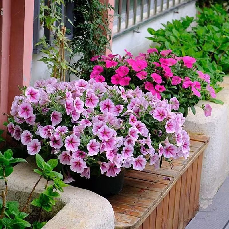 矮牵牛花苗盆栽带花苞阳台庭外院垂吊星空大苗草本花卉花期长好养