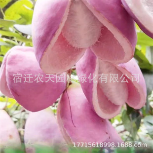 �۹����¹Ϲ������Ϲ�����ը�����ļ��Nֲ�Ϸ����¹Ϙ��箔��Y��