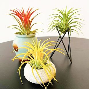 Air Pineapple Soilless Flowers and Plants Elves Lazy People Plants Indoor Purification Potted Formaldehyde Flowers Green Plants Desktop Ornaments