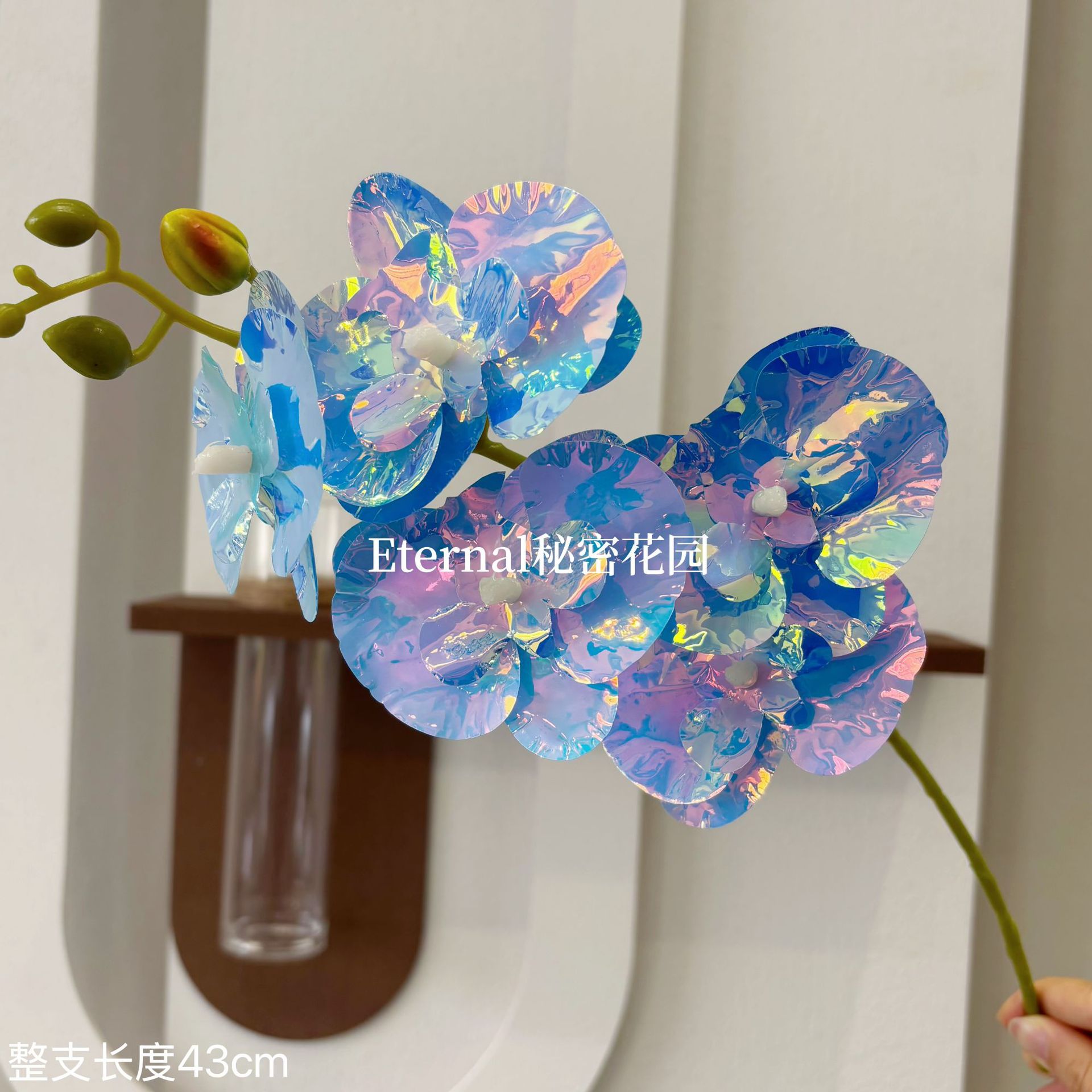 레이저 호접란