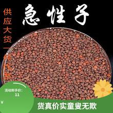 ș500 Pɻ ָ׻ Ʒ؛x ș