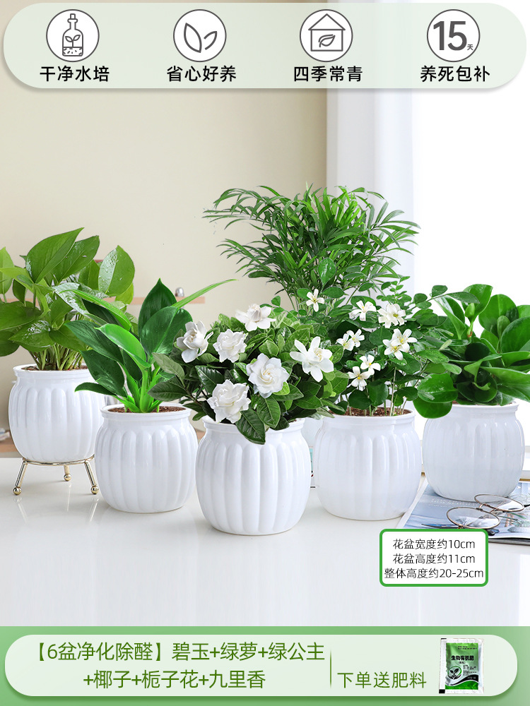 [6개의 정화 및 알데히드 제거 냄비] 재스퍼 + 포토스 + 그린 프린세스 + 코코넛 + 치자나무 + 지우리샹