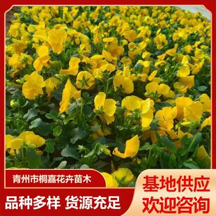 The Base Supplies Seasonal Flowers, Pansies, Butterfly Flowers, Balcony Courtyard Potted Flowers