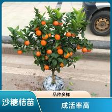 ɳ�ǽۘ�����������Ϸ������Nֲ���Ә���̽۹������޽�ɰ����