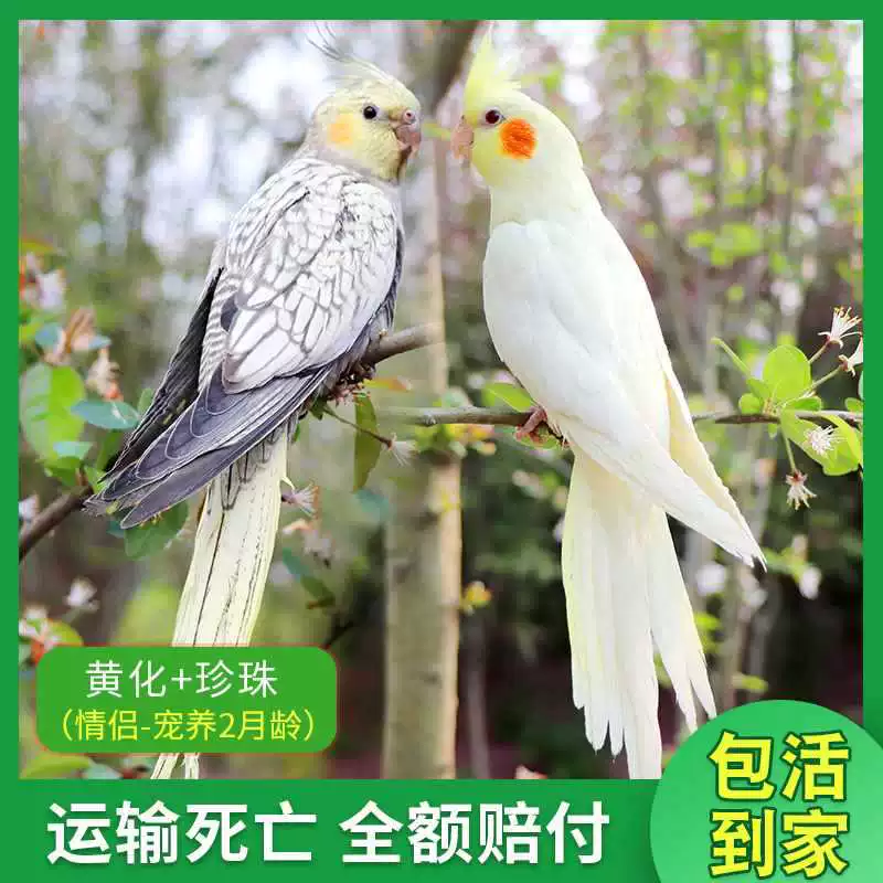 Попугай Xuanfeng для содержания и тренировок, обучение речи, домашний питомец, пара птиц может содержаться вместе