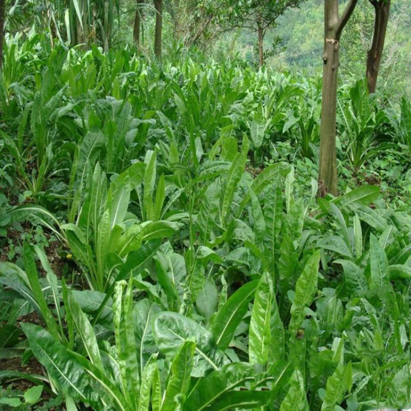 鲁梅克斯种子俄罗斯饲料菜种子 菊苣 黑麦草多年生四季牧草种子