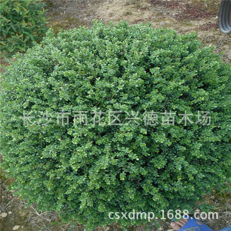 Оптовая продажа черепаховых панцирей и шариков из макулы хунань, черепаховых панцирей и макулы холли, саженцев черепаховых панцирей и макулы холли, полная спецификация