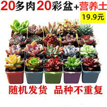 ����ֲ�����l ���⻨�ܽM����������ֲ����ʯ����¶�����Ԯa���N