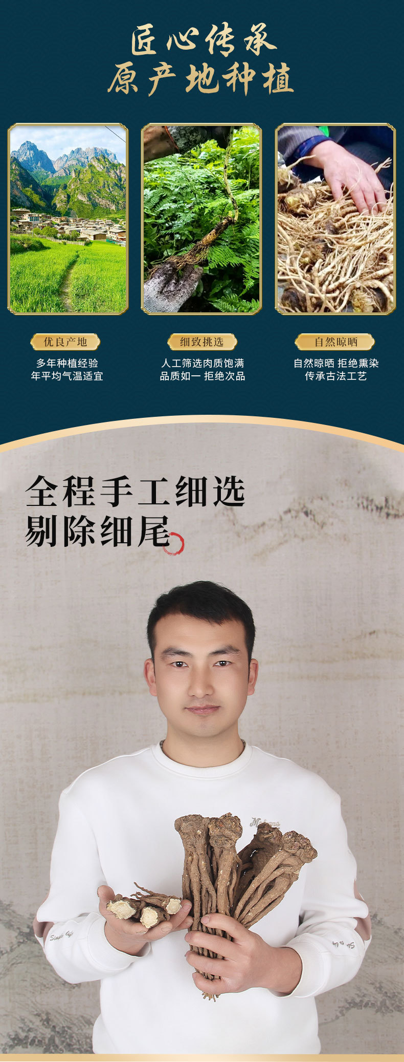 Premium Dang Gui from Dingxi Min County, Large and Medium-Sized Whole Roots, Sulfur-Free, New Stock, at Prices detail image