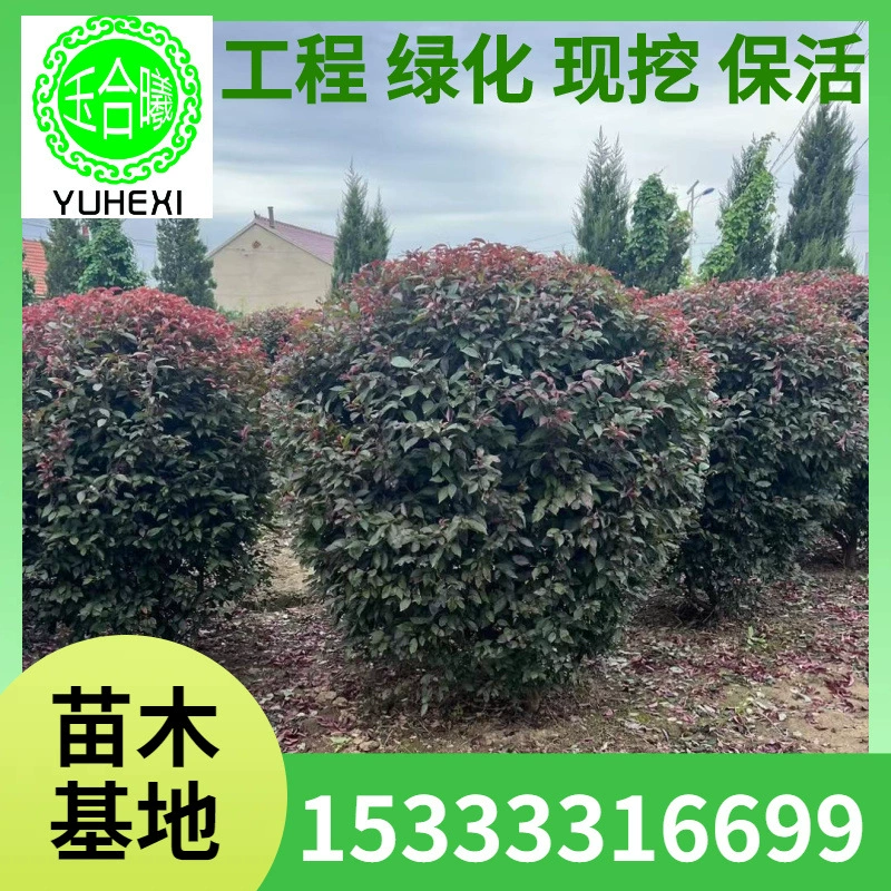 Шарик красной листовой сливы, фиолетовый сферический шарик для озеленения сообщества, саженцы красной листовой сливы, живая изгородь из красной листовой сливы, питательная чашка красной листовой сливы