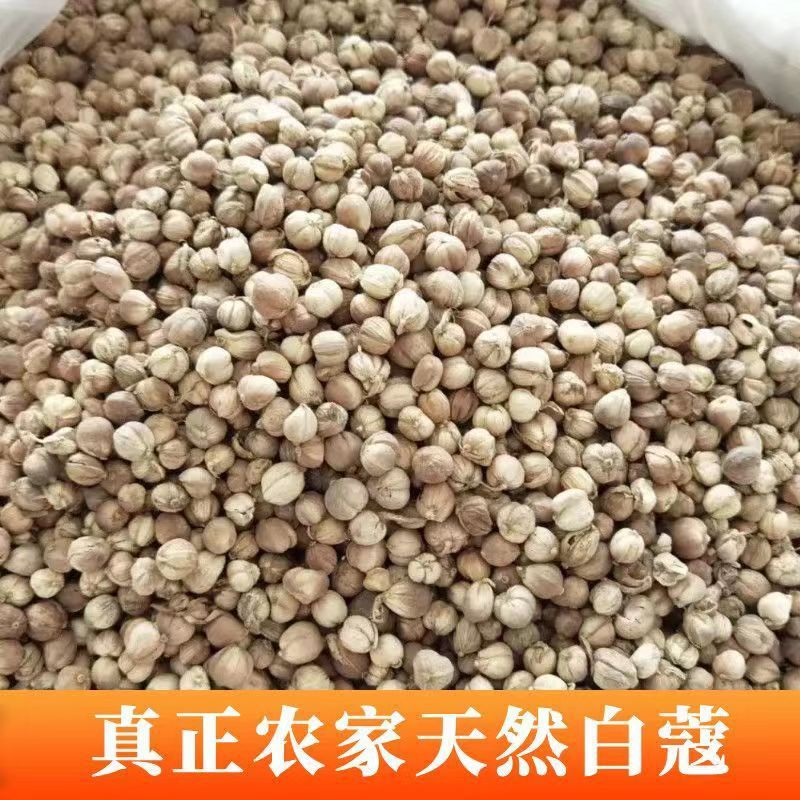 白蔻 白扣 无硫水洗都有货量大批发足干 净重大料 原装白豆蔻纯干