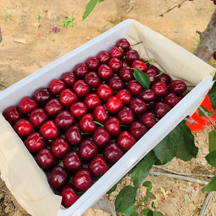 SF Fresh Fruit оптом Big Fruit 5 Catties Cherry, Shandong Yantai Open -