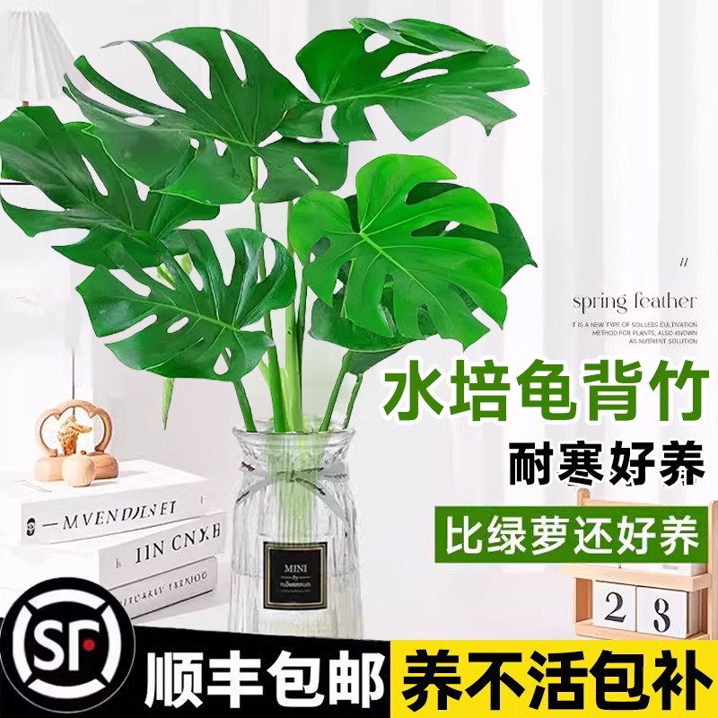 plantas de hidroponía de bambú de tortuga en el interior en cuatro estaciones buenas plantas verdes pequeñas en sala de estar hojas grandes plantas de maceta de pila vieja eliminación de formaldehído
