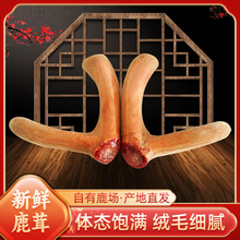 吉林鹿乡特产含血鲜鹿茸饱满整支可连刀切泡酒煲汤量大价优批发