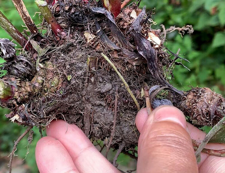 Chuan Xiong Sichuan Lovage Rhizome Slices 500g Dried Chuanxiong Herbal Decoction Pieces key features