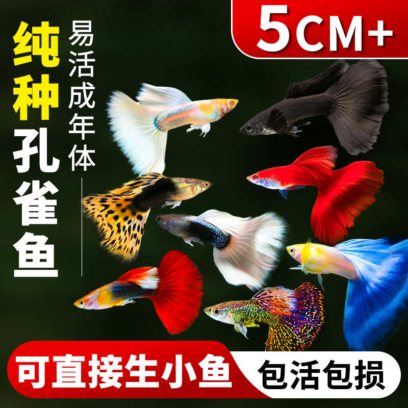 孔雀鱼热带鱼观赏鱼苗精品小型淡水好养耐活金鱼斑马大尾凤尾纯种