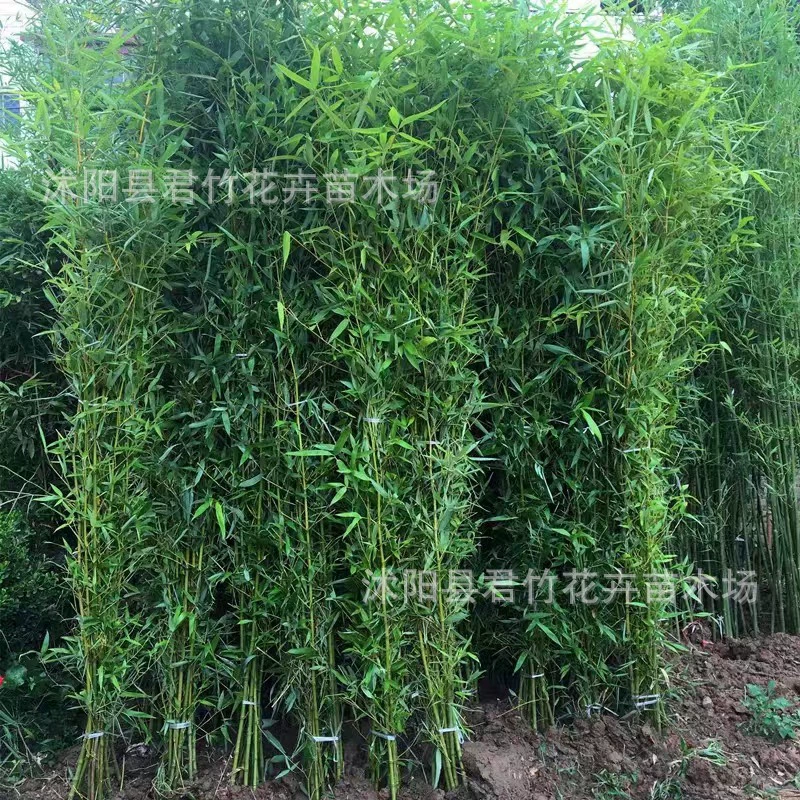 Морозостойкий жесткий бамбуковый саженец Двор Four Seasons зеленый бамбуковый саженец горшок забор бамбуковый саженец поле посадка зеленый саженец стена виллы