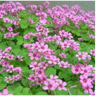 Perennial Red Flower Clover Seeds, Wood Sorrel, Lucky Clover, Fried Grass Seeds, Red Clover Seeds, Flower Seeds