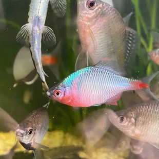 ���Q�~�^�p�~��ˮԭ�~ԭ���~�߲���Ƥ�~���w��Ƥ���wС�͵�ˮ���B