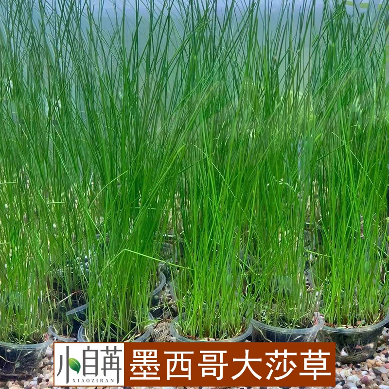 Мексика большая осока сзади Вид трава экологический аквариум озеленение декоративный аквариум водяная трава оптом живая трава бак Yijia