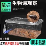 包活到家鼠妇西瓜虫科普宠物生物昆虫活体鼠妇学生实验盒鼠球潮虫