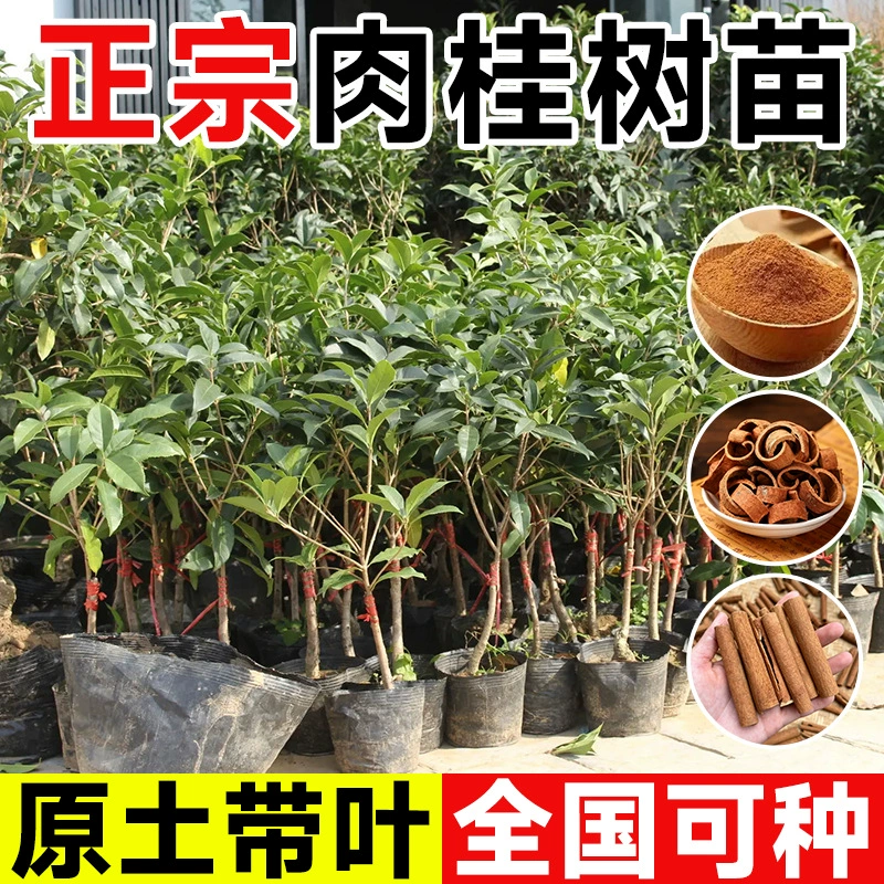 Саженцы корицы, ароматные листья, кора корицы, китайские лекарственные материалы из дерева корицы, съедобный анис, приправы, фруктовые саженцы, посаженные на юге и севере.