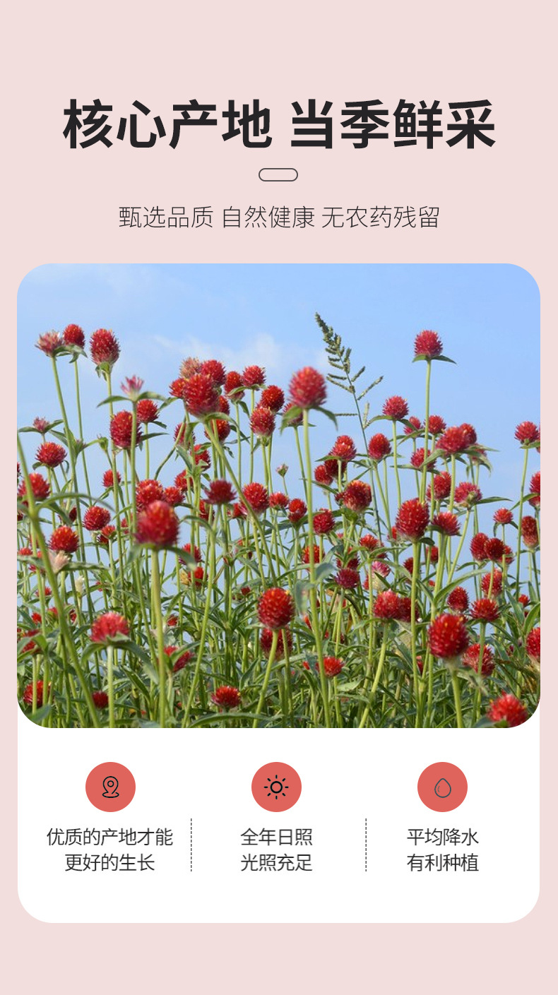 Dried Red Peach Blossom Tea Hong Qiao Mei 500g Loose Flower Buds for Herbal Tea and Decoration quality and texture