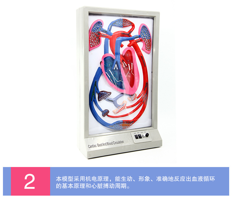 QH3323心搏与血液循环模型_06.jpg