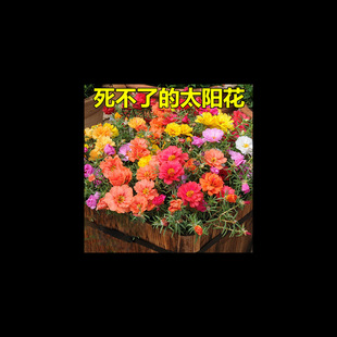 Double-Flowered Sunflower Seeds Bloom in All Seasons, Easy-To-Live Flower Seeds, Potted Outdoor Seeds, Colorful Flower Seeds