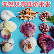 天然贝壳海螺水族箱造景微景观瓶漂流瓶配件diy手工工艺品