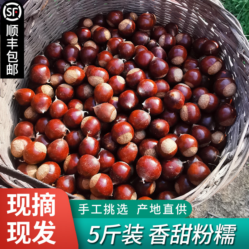 2023年福建建瓯特产锥栗板栗生新鲜油栗高山农家现摘榛子糖炒栗子