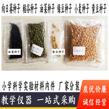 小学科学实验材料绿豆 小麦 向日葵 油菜 黄豆
