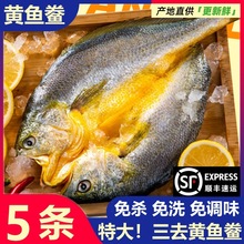 黄鱼鲞新鲜冷冻宁德霞浦黄花鱼咸香黄鱼三去小黄鱼海鲜海鱼商用