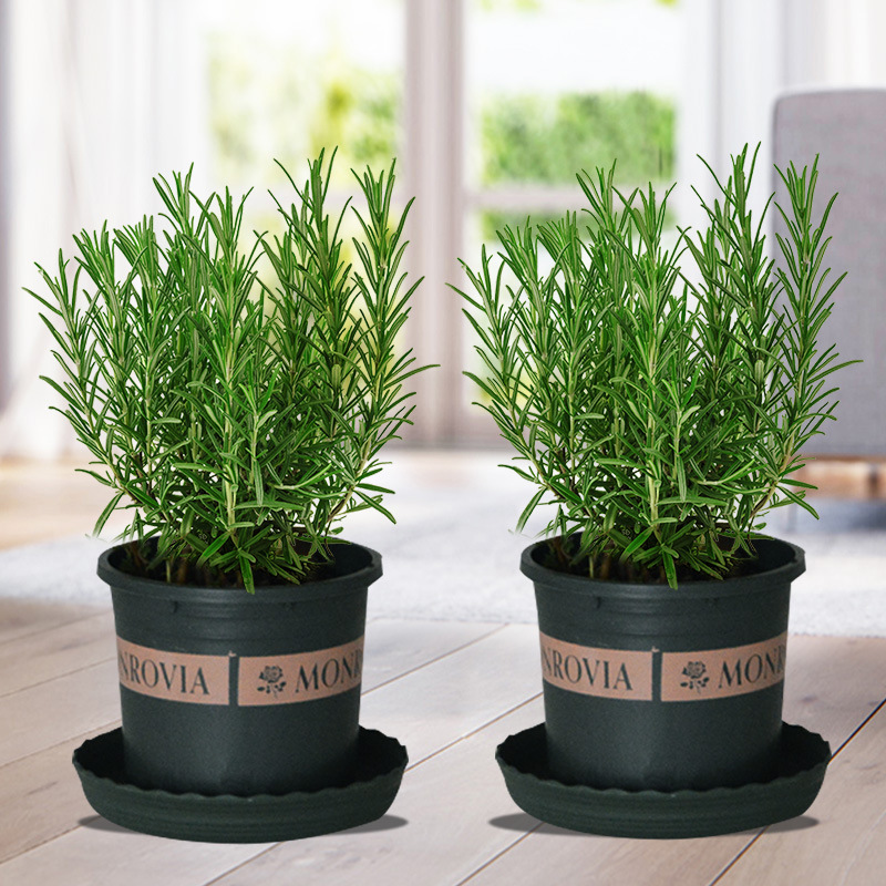 로즈마리 중간 모종 2 화분 (갤런 화분) + 영양 용액
