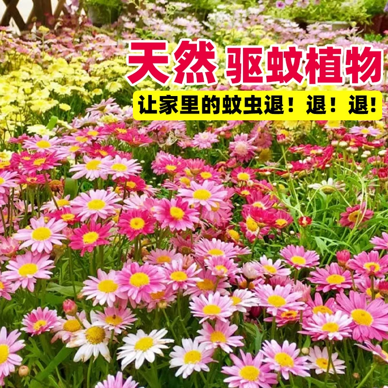 Семена хризантемы от насекомых, растения от комаров, мята, маки, всевременное посев, семена цветов, семена подсолнечника